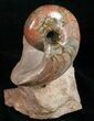 Fossil Nautilus From France - Very Colorful #10974-1